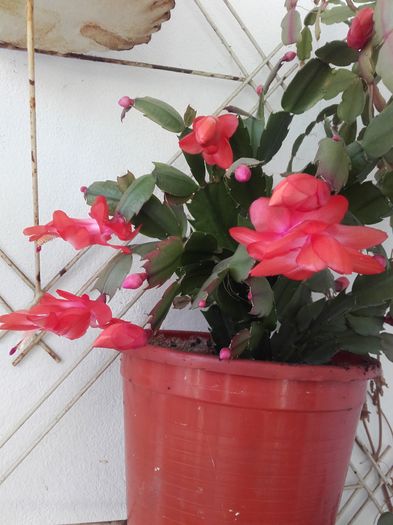 20151202_112708 - Schlumbergera