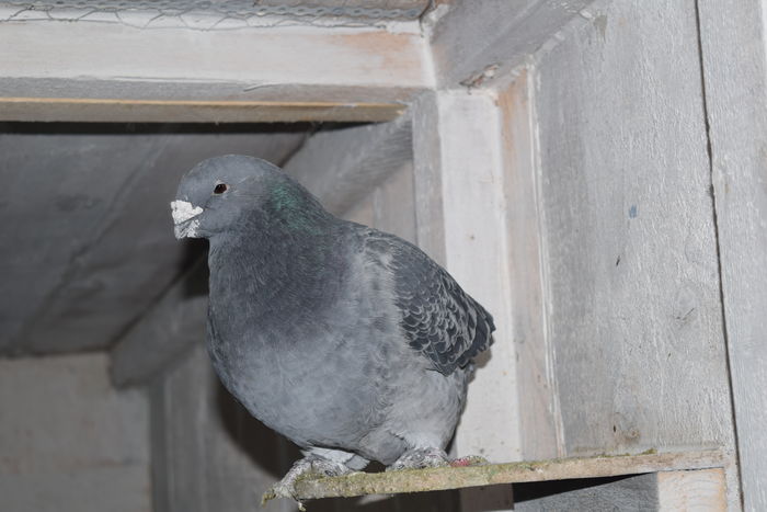 DSC_0242 M 2012 VANDUT; MASCUL 2012 MATCA
