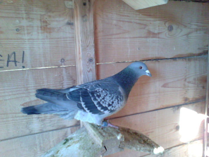 IMG_20151205_132151; Mascul fiu 666 nepot valoare 051911 -15
