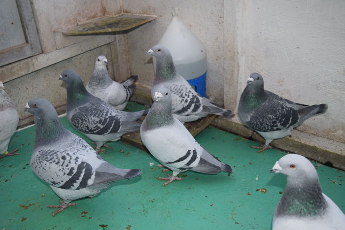 DSC_0280 MASCULI; grup
