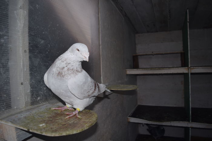 DSC_0289 M 2011 VANDUT; MASCUL 2011
