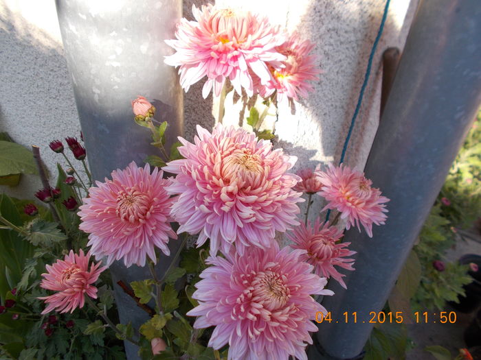roz inalt - CRIZANTEME 2015