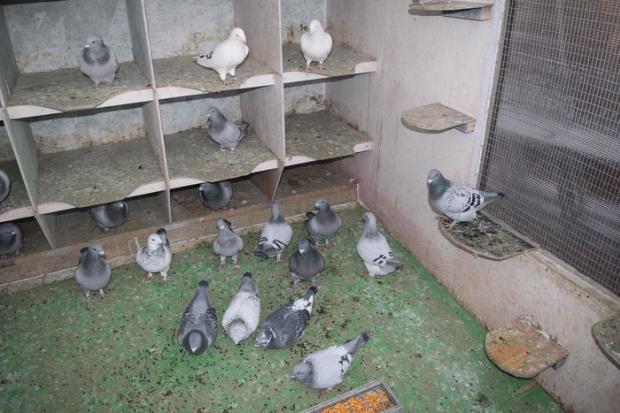 DSC_0291 FEMELE; grup
