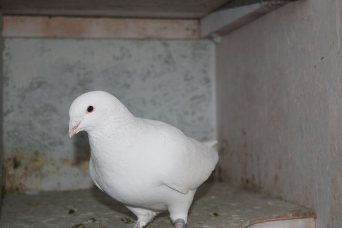 DSC_0297 F 2015 VANDUTA; femela 2015  VANDUTA
