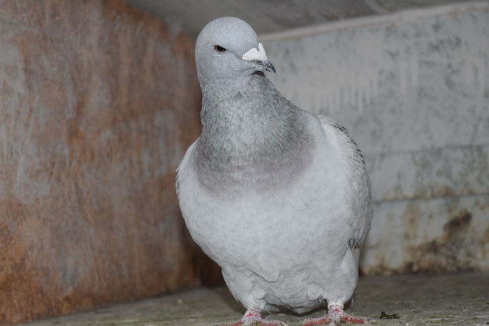 DSC_0304 F 2015 VANDUTA; femela 2015
