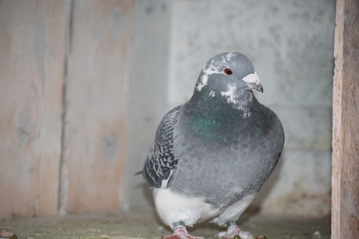 DSC_0322 F 2014 VANDUTA; femela 2014
