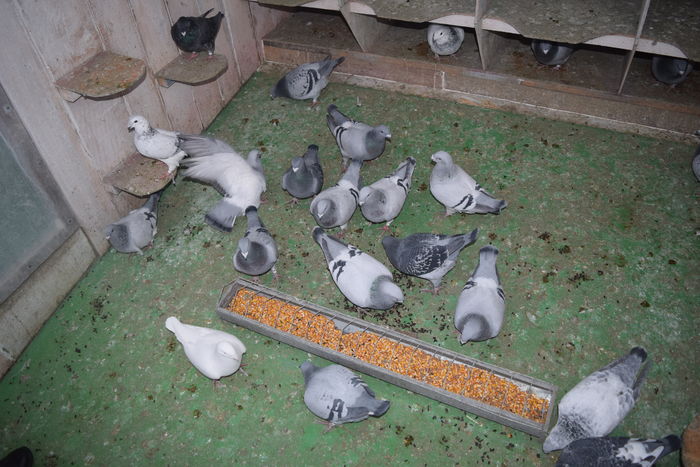 DSC_0348  FEMELE; grup
