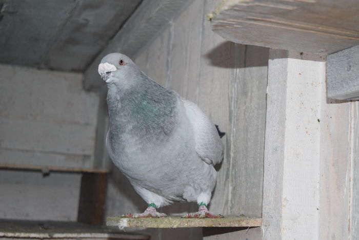 DSC_0363 M 2013 ACELASI; mascul 2013
