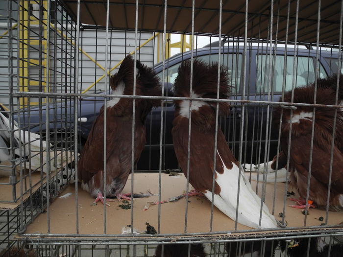 DSCN1082 - Expozitia nationala Lugoj 2015