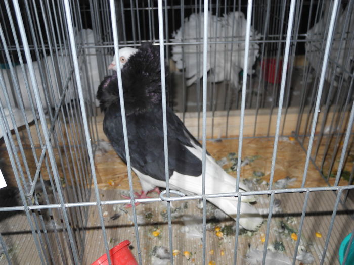 DSCN1126 - Expozitia nationala Lugoj 2015