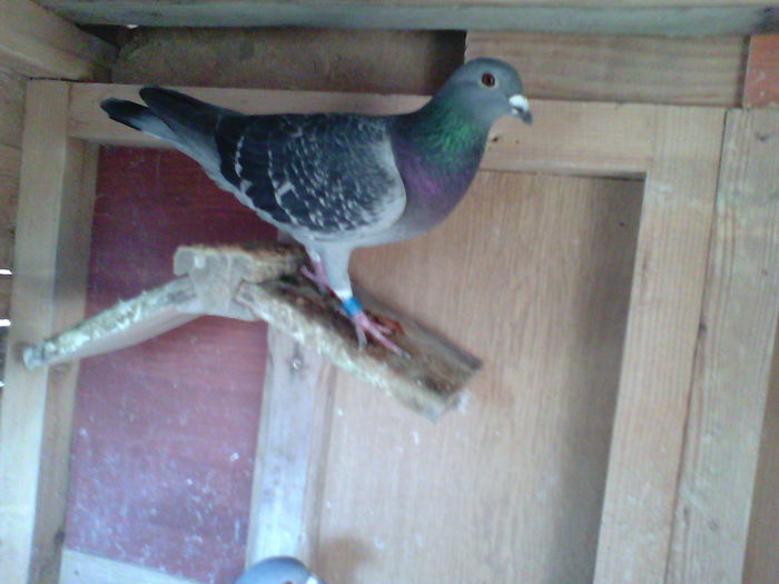 IMG_20151205_115928; Fiica Suleyman &aBaltata 051908
