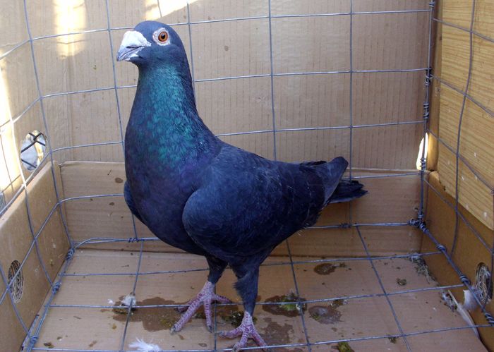 43 - M - 0 Culori deosebite - Voiajori ornament decembrie 2015