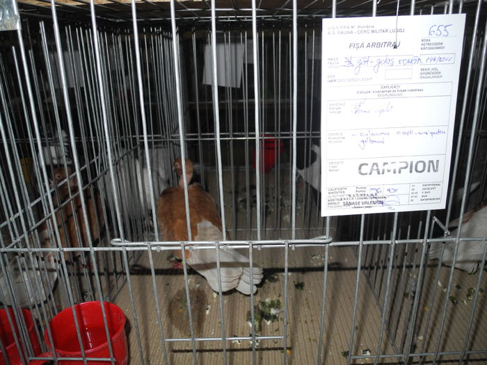 DSCN1195 - Expozitia nationala Lugoj 2015