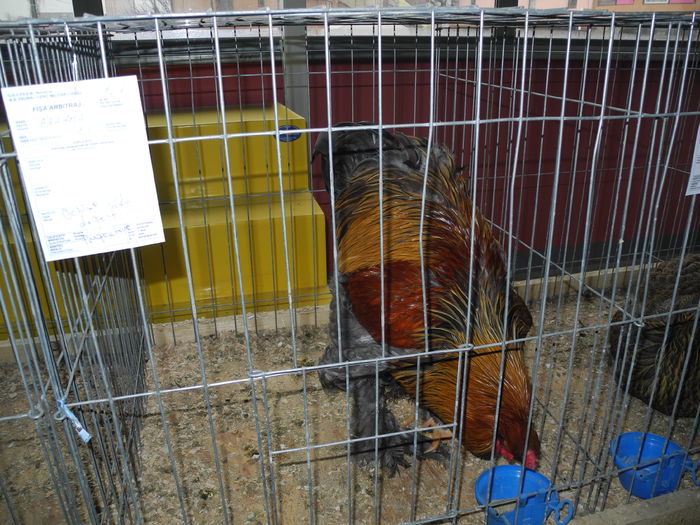 DSCN1226 - Expozitia nationala Lugoj 2015