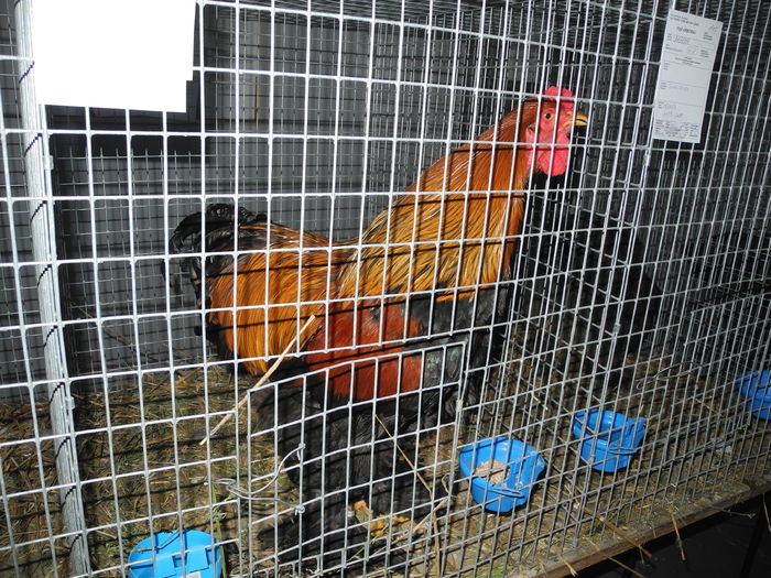 DSCN1235 - Expozitia nationala Lugoj 2015