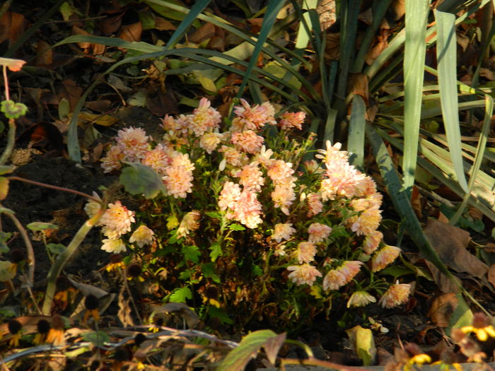 DSCN5329 - 2015_DECEMBRIE