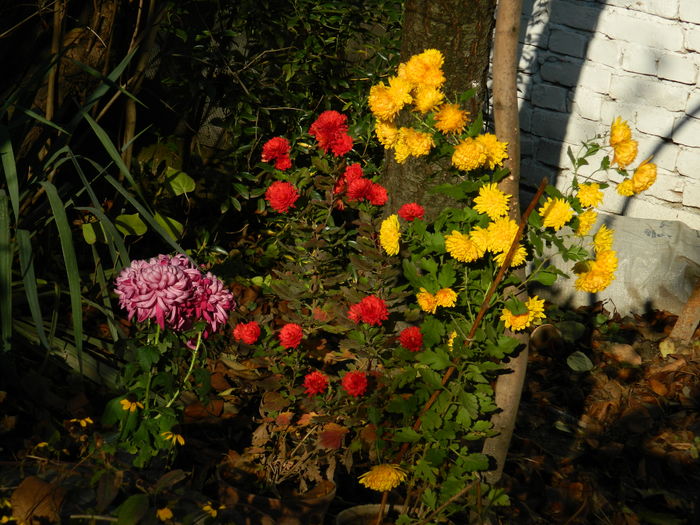 DSCN5330 - 2015_DECEMBRIE