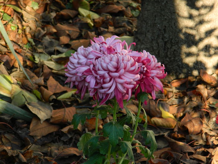 DSCN5331 - 2015_DECEMBRIE