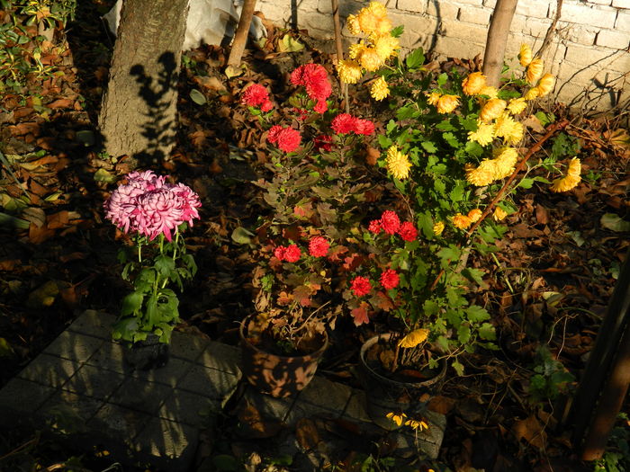 DSCN5332 - 2015_DECEMBRIE