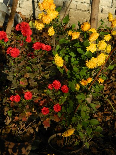 DSCN5334 - 2015_DECEMBRIE
