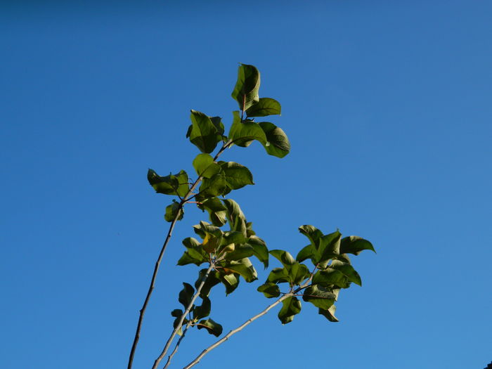 DSCN5339 - 2015_DECEMBRIE
