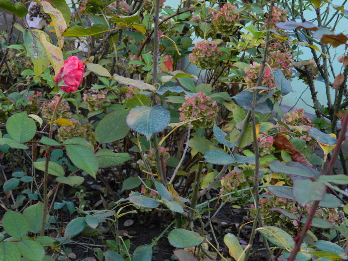 DSCN5340 - 2015_DECEMBRIE