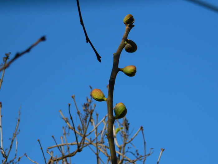 DSCN5341 - 2015_DECEMBRIE