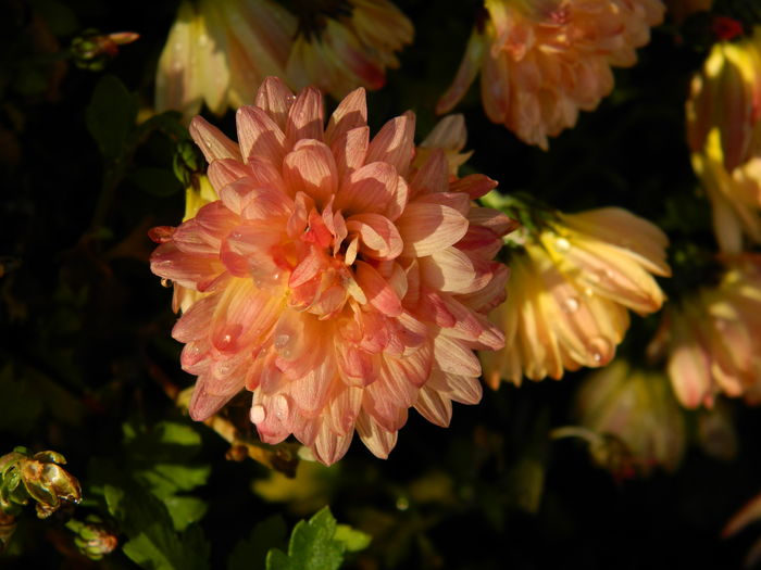 DSCN5347 - 2015_DECEMBRIE