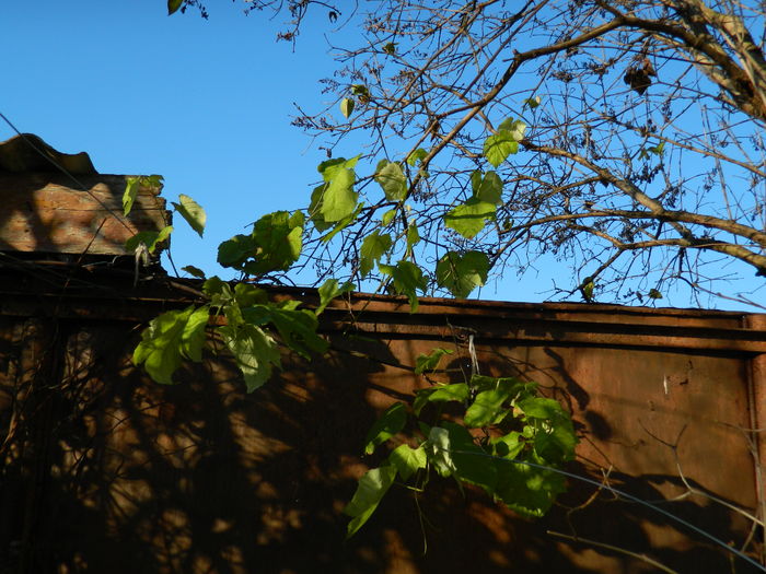 DSCN5350 - 2015_DECEMBRIE