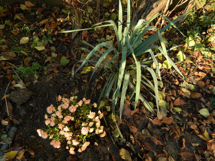 DSCN5351 - 2015_DECEMBRIE