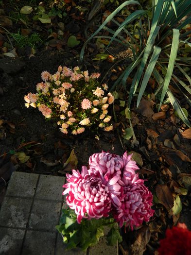 DSCN5356 - 2015_DECEMBRIE