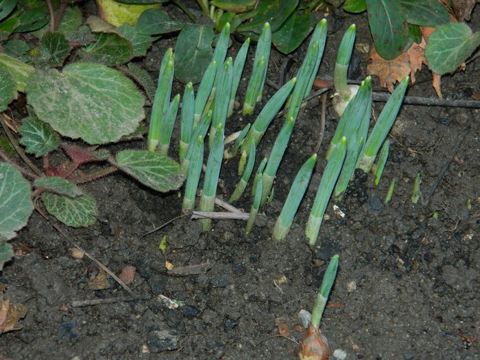 DSCN5360 - 2015_DECEMBRIE