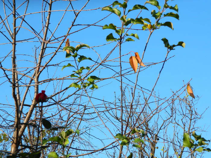DSCN5366 - 2015_DECEMBRIE