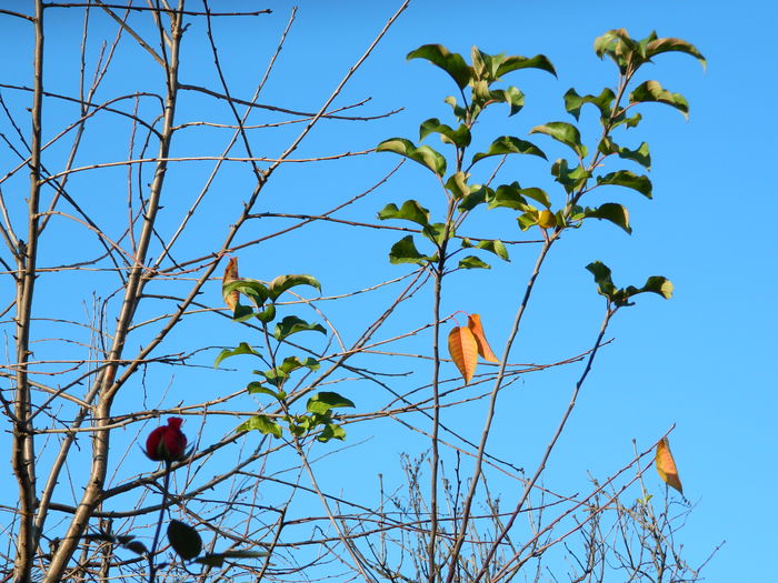 DSCN5367 - 2015_DECEMBRIE