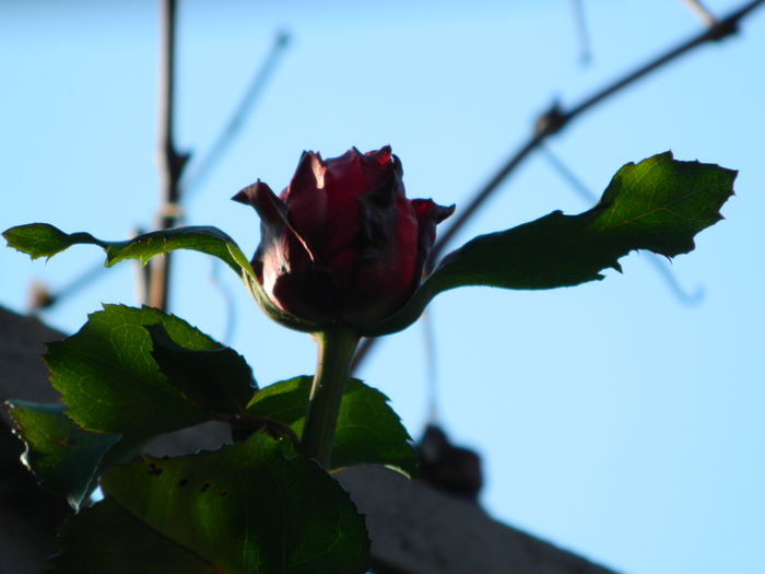 DSCN5371 - 2015_DECEMBRIE