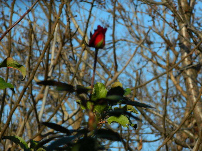 DSCN5381 - 2015_DECEMBRIE