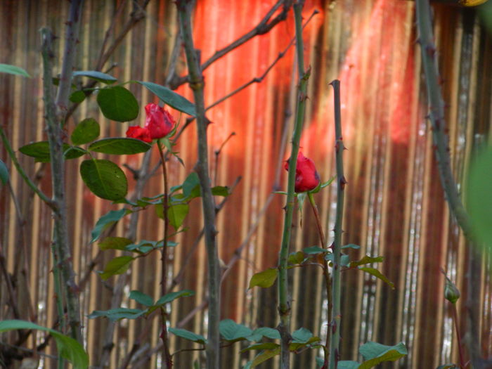 DSCN5399 - 2015_DECEMBRIE