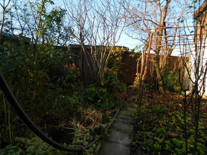 DSCN5405 - 2015_DECEMBRIE