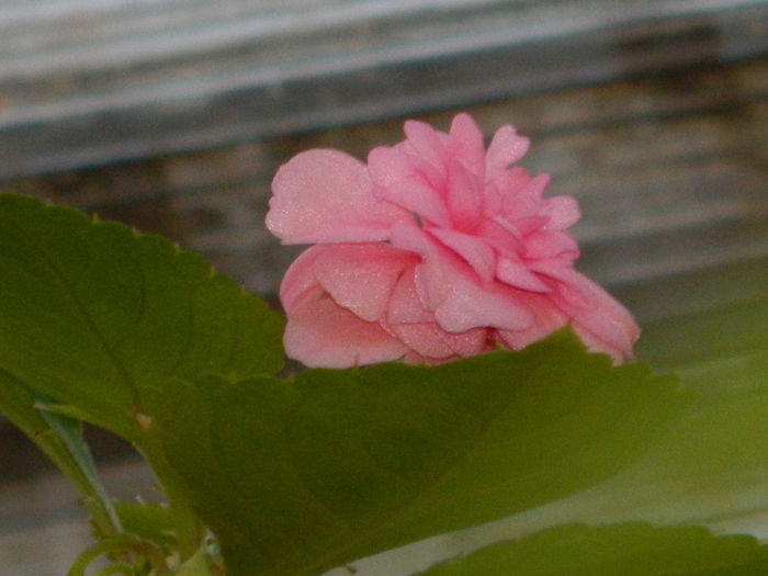 DSCN5408 - 2015_DECEMBRIE