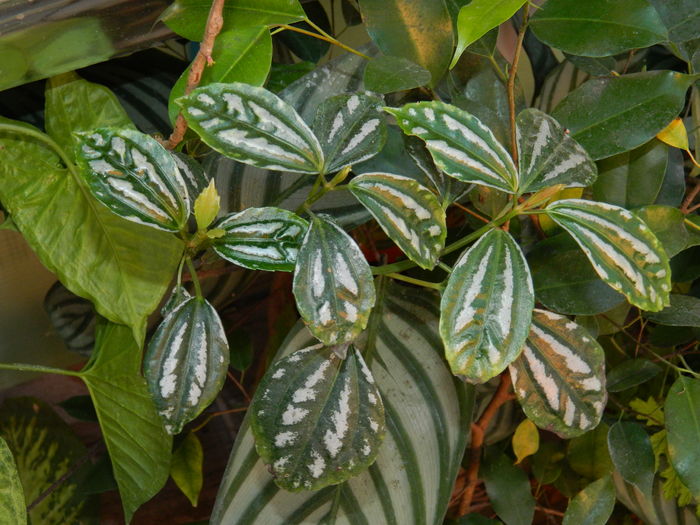 DSCN5419 - 2015_DECEMBRIE