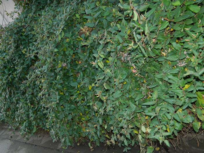 DSCN5445 - 2015_DECEMBRIE