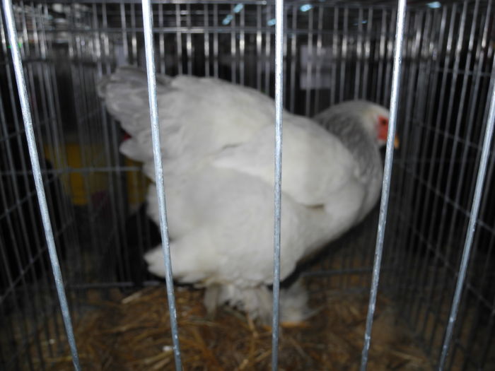 DSCN1249 - Expozitia nationala Lugoj 2015