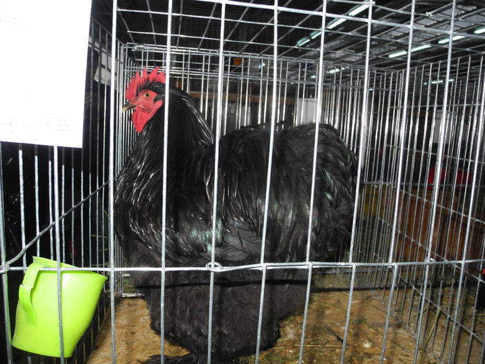 DSCN1250 - Expozitia nationala Lugoj 2015