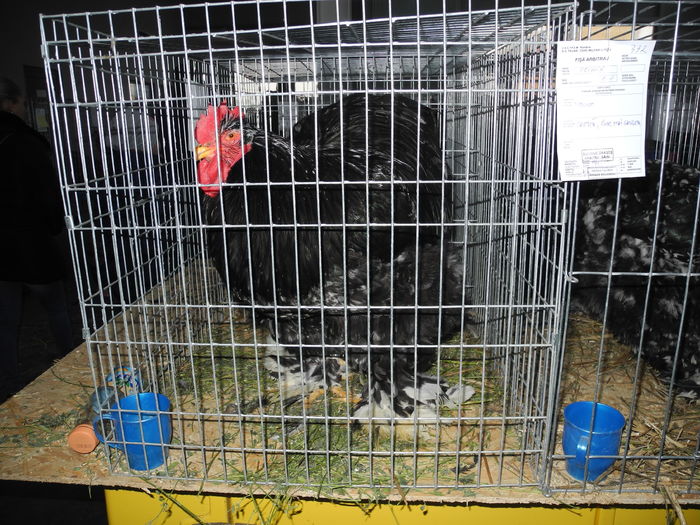 DSCN1258 - Expozitia nationala Lugoj 2015