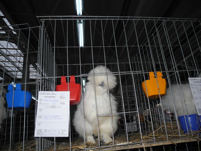 DSCN1308 - Expozitia nationala Lugoj 2015