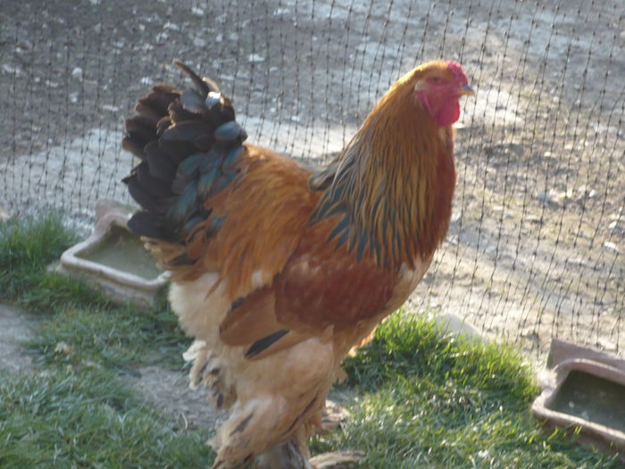 boldizsar