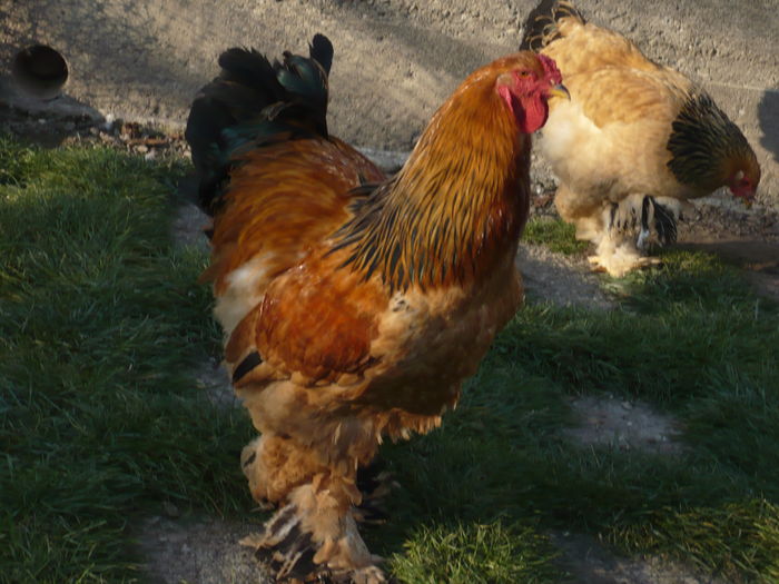 boldizsar