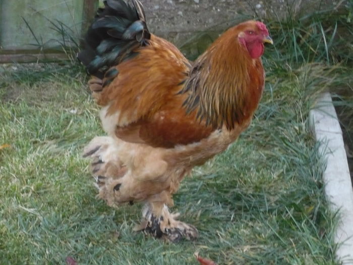 boldizsar