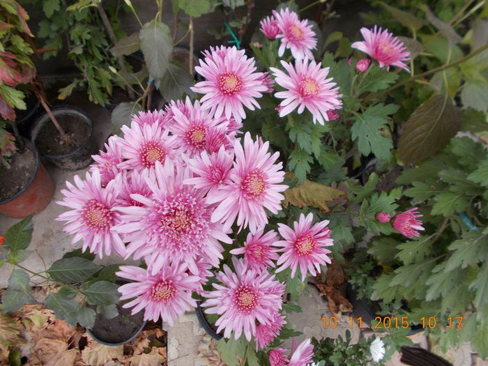 anemona roza - CRIZANTEME 2015