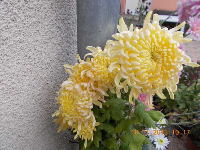 viena galbena - CRIZANTEME 2015